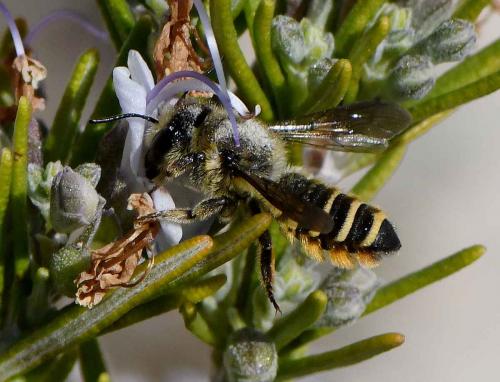 Réf. 293 517 : Megachile melanopyga